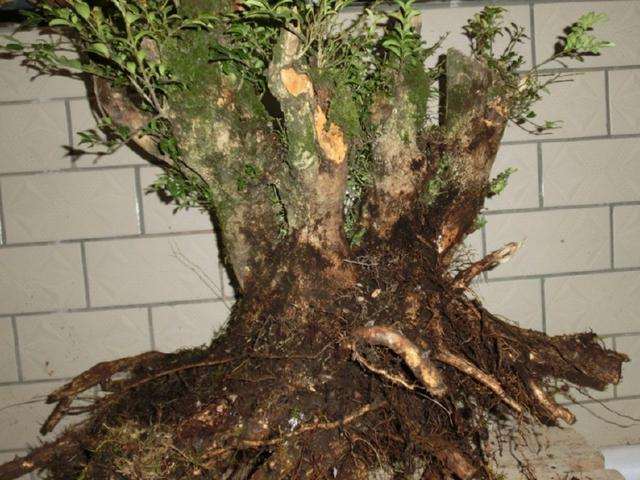 50来岁还在挖黄杨下山桩