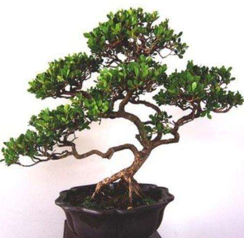 夏季怎么给黄杨盆景浇水的方法