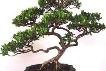 夏季怎么给刚上盆大叶黄杨盆景的浇水