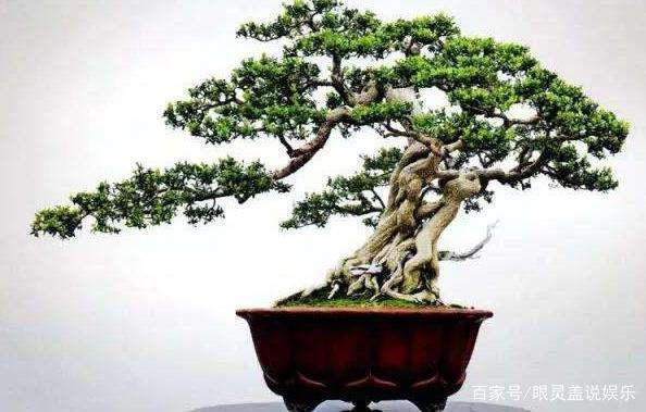 黄杨盆景浇水施肥怎么管理的5个方法