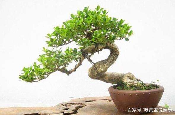 黄杨盆景浇水施肥怎么管理的5个方法