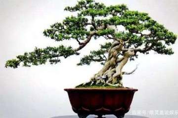 黄杨老桩盆景怎么浇水施肥的方法