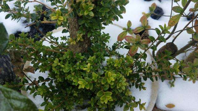 黄杨木盆景冬季怎么养护的方法 图片