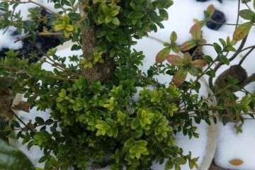 黄杨木盆景冬季怎么养护的方法 图片