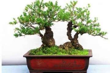 冬季小叶黄杨盆景怎么养护的3个方法