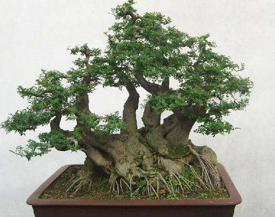 冬季小叶黄杨怎么管理养护的方法