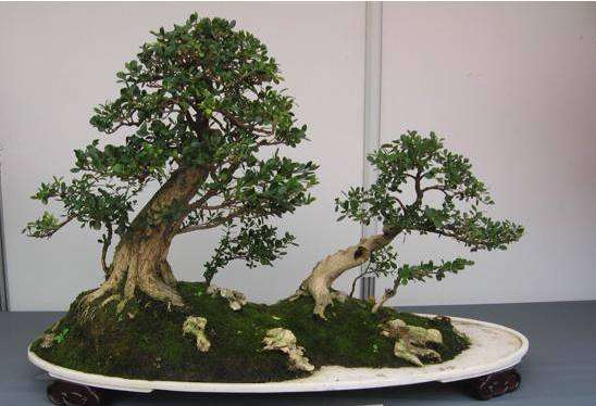 冬季小叶黄杨怎么管理养护的方法