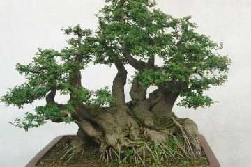 冬季小叶黄杨怎么管理发芽养护的方法