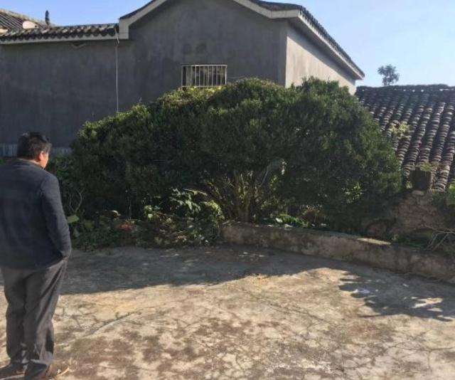 儿子1万2价格卖黄杨下山桩