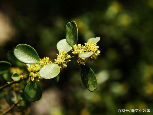 瓜子黄杨盆景修剪以后怎么浇水