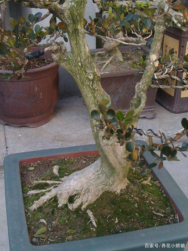 瓜子黄杨盆景修剪以后怎么浇水