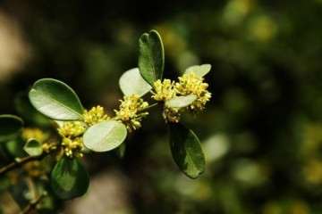 瓜子黄杨盆景修剪以后怎么浇水 图片