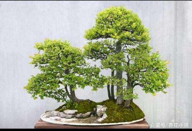 黄杨盆景怎么浇水保持盆土湿润的方法