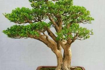 黄杨盆景怎么浇水保持盆土湿润的方法