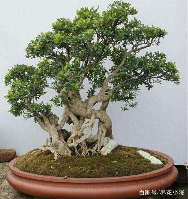 小叶黄杨盆景怎么换盆和修剪造型