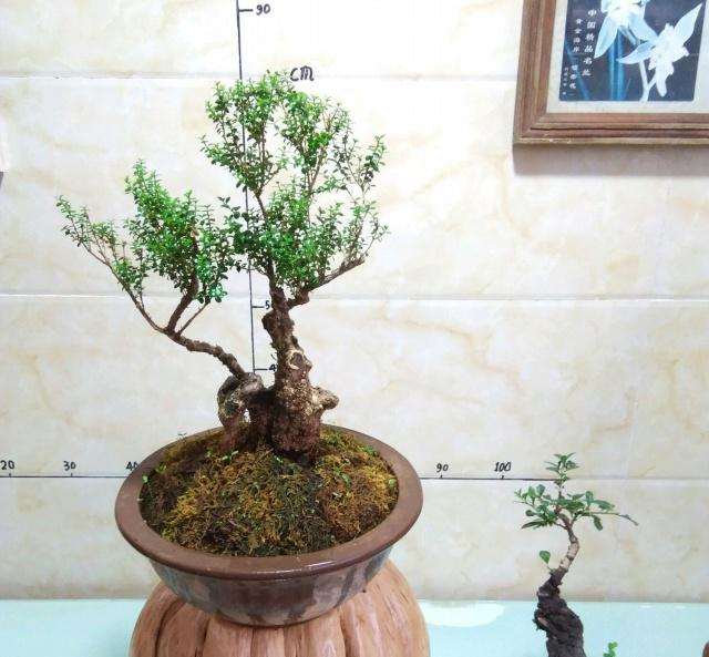 黄杨盆景下山桩头发芽后该怎么养护