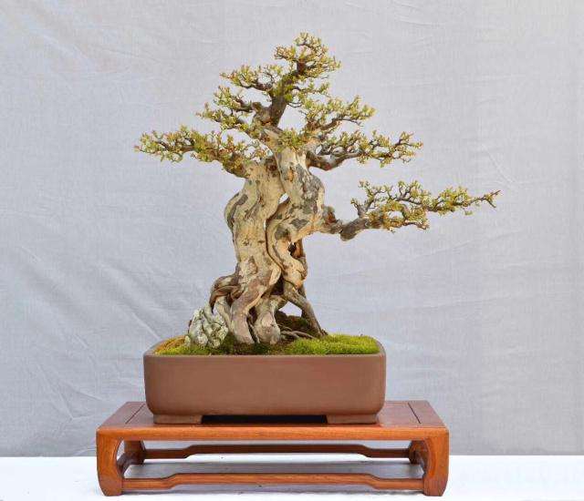 黄杨盆景下山桩头发芽后该怎么养护