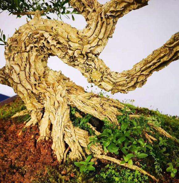 皱皮的雀舌黄杨盆景怎么修剪