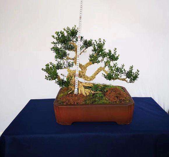 皱皮的雀舌黄杨盆景怎么修剪