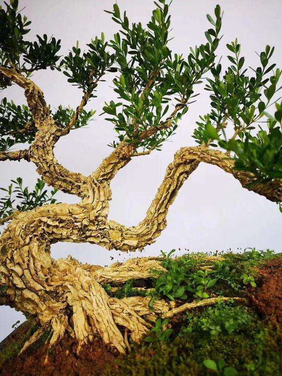 皱皮的雀舌黄杨盆景怎么修剪