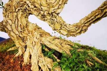 皱皮的雀舌黄杨盆景怎么修剪 图片