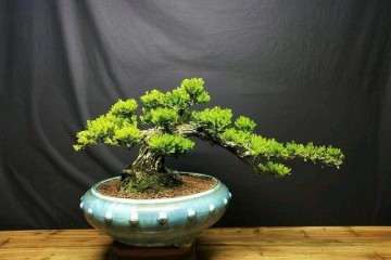 珍珠黄杨盆景在冬季怎么浇水的3个方法