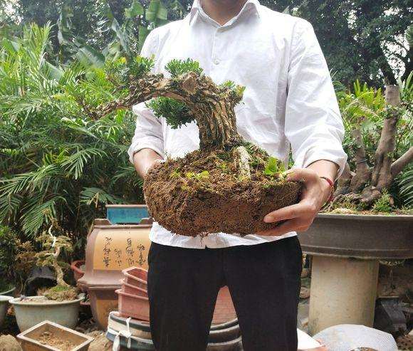 皱皮雀舌黄杨盆景怎么制作舍利干 图片