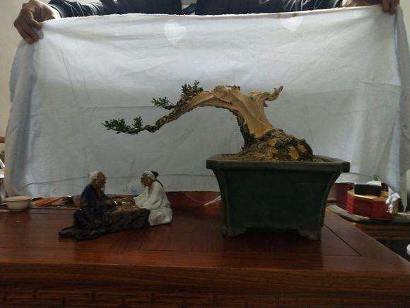 皱皮雀舌黄杨盆景怎么制作舍利干 图片