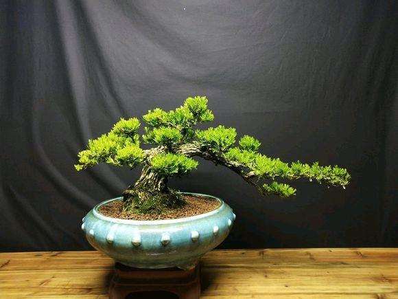 皱皮雀舌黄杨盆景怎么制作舍利干 图片