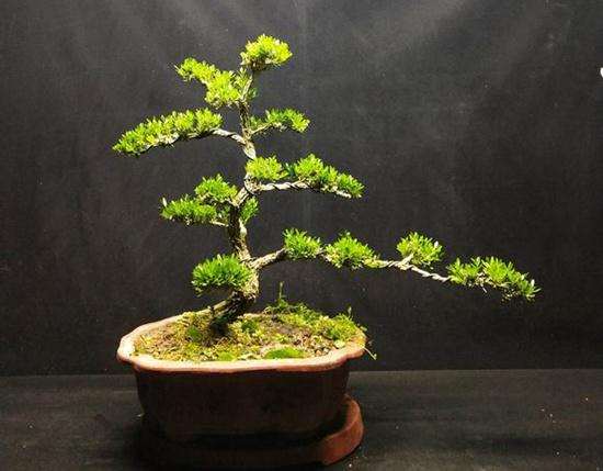 黄杨盆景怎么修剪造型的3个方法