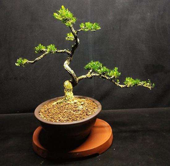 黄杨盆景怎么修剪造型的3个方法