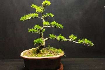 黄杨盆景怎么修剪造型的3个方法 图片