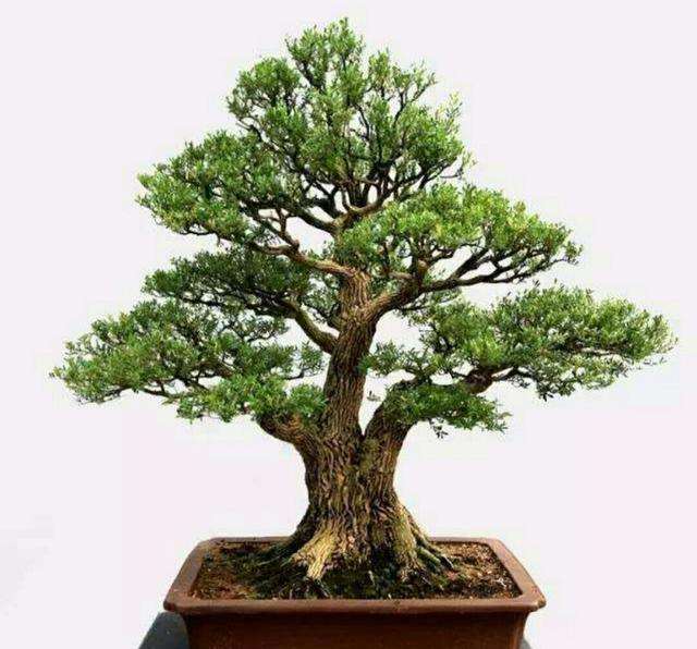 黄杨盆景制作方法