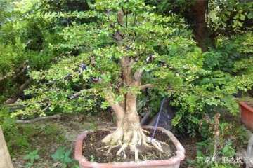 黄杨盆景制作方法 后期怎么养护 图片