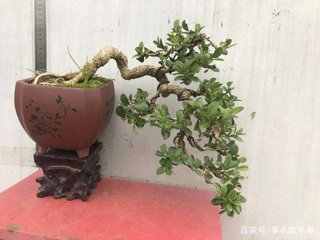 为什么采挖下山桩要先浸泡半天