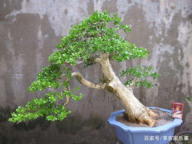 为什么采挖下山桩要先浸泡半天