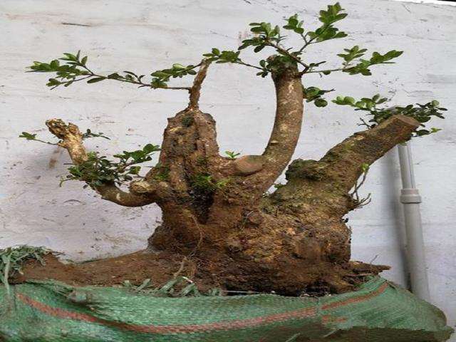 怎么养护黄杨下山桩的3个方法