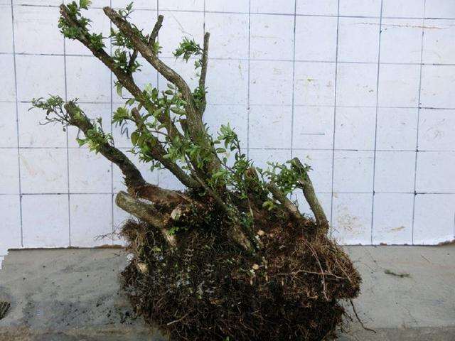 怎么养护黄杨下山桩的3个方法