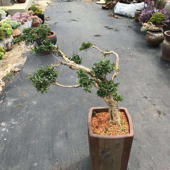 黄杨盆景上盆后怎么用钢丝捆绑造型的方法
