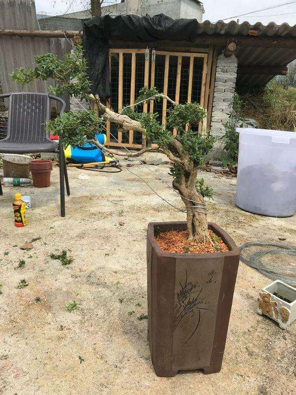 黄杨盆景上盆后怎么用钢丝捆绑造型的方法