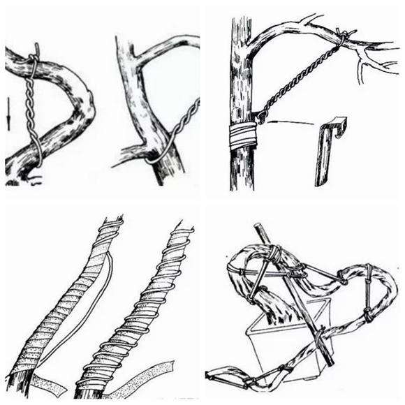 黄杨盆景上盆后怎么用钢丝捆绑造型的方法
