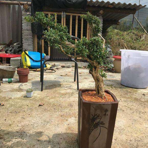 黄杨盆景上盆后怎么用钢丝捆绑造型的方法