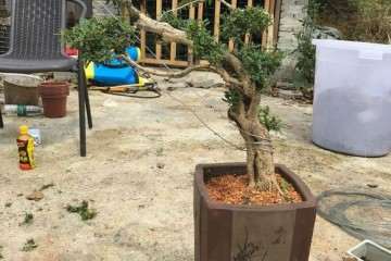 黄杨盆景上盆后怎么用钢丝捆绑造型的方法