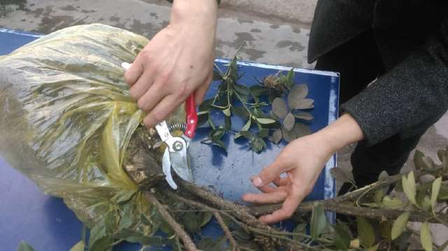 一颗高2米的黄杨下山桩