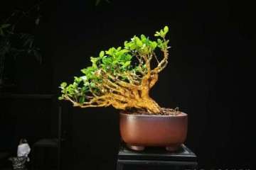 黄杨盆景怎么日常养护的方法 图片