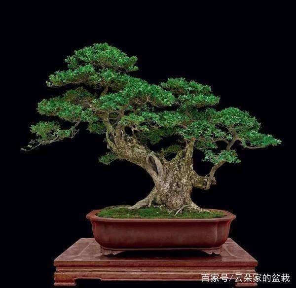 黄杨盆景的素材怎么挖取的方法