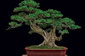 黄杨盆景的素材怎么挖取的方法 图片