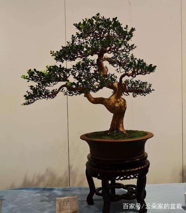 黄杨盆景的最好栽培时间是什么时候