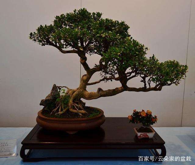 黄杨盆景的造型形式有哪些 图片