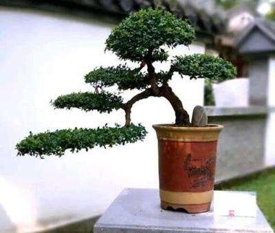 黄杨盆景多久换盆土最好